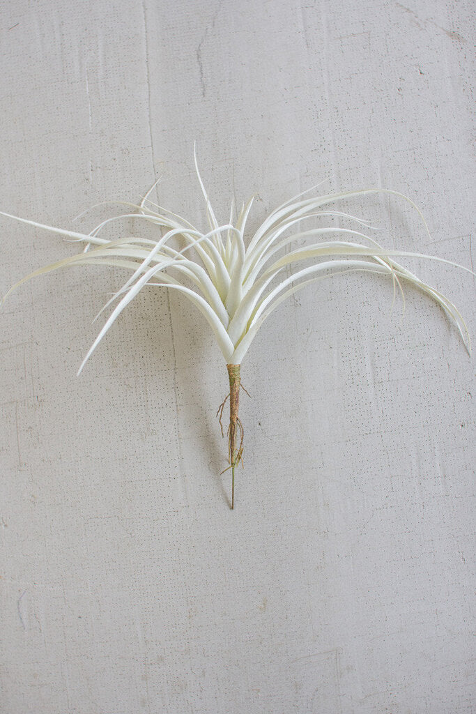 white air plant White Air Plant, Large – Cait's Emporium